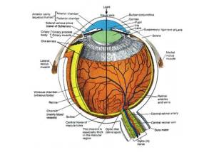 eye-anatomy